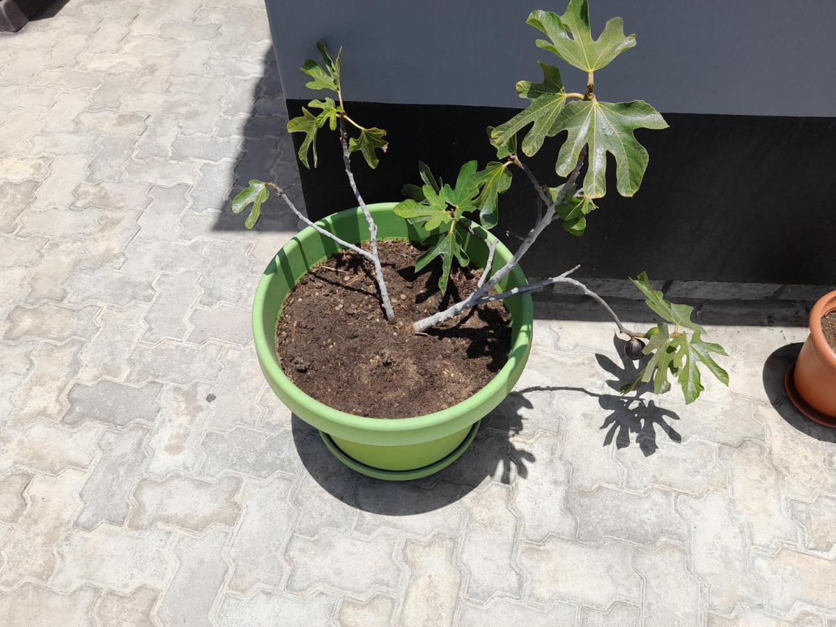 Kelpmeeu Self- Catering Apartments Swakopmund Buitenkant foto